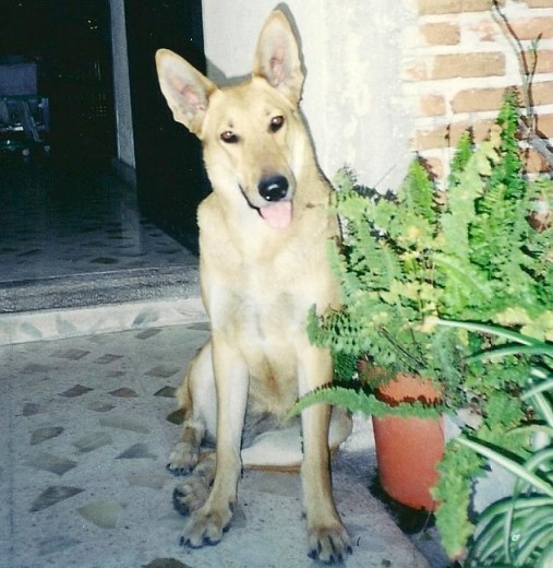 Nikki a los 2 años de edad, Foto Marzo 2001